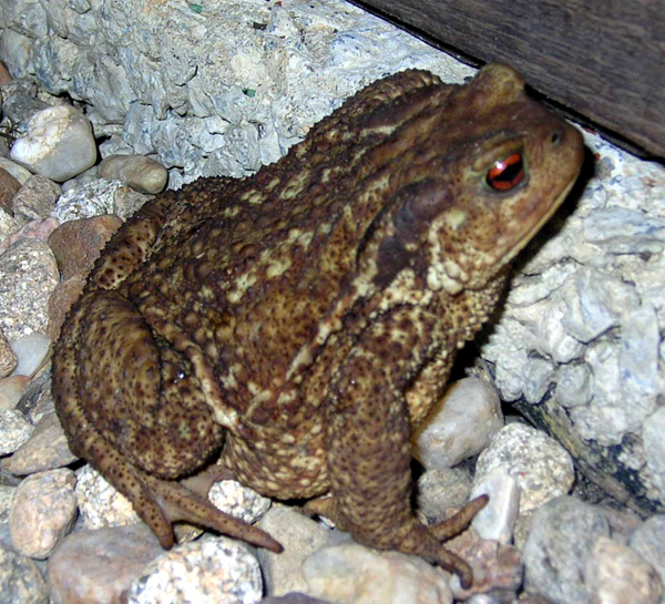 Photo.Common.toad.France