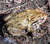 Photo.Common.toad.France