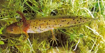 Photo.Crested_newt_larva.France