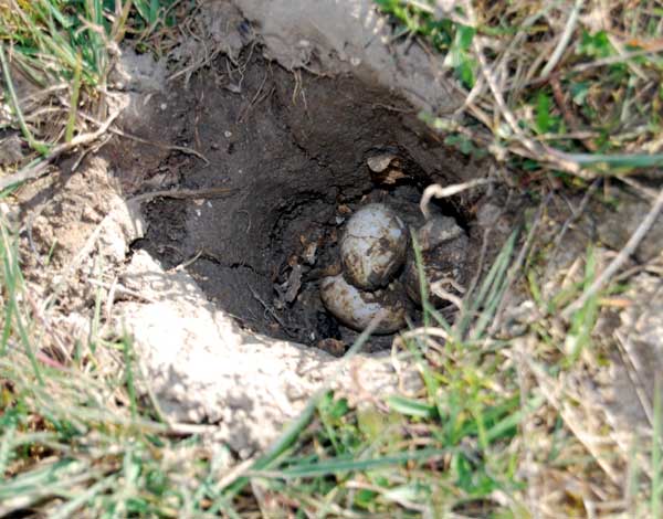 Photo.European-pond-turtle-eggs.France.jpg