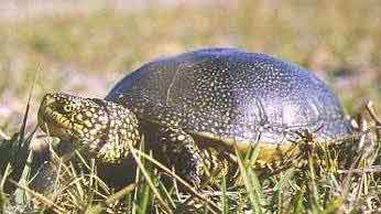 Photo.European-pond-turtle.France.jpg
