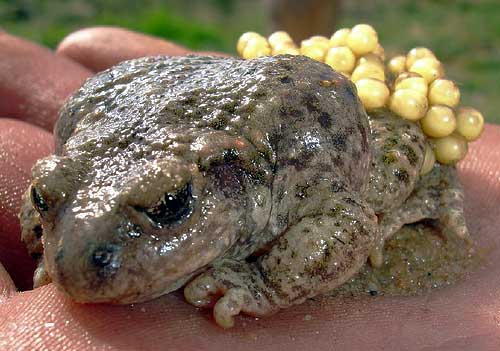 Photo.Male.midwife.toad.with.eggs.France