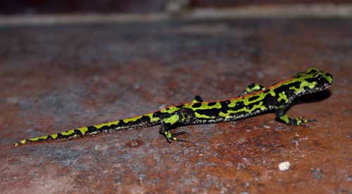 Photo.Marbled-Newt-France