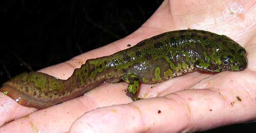 Photo.Adult.marbled.newt.France