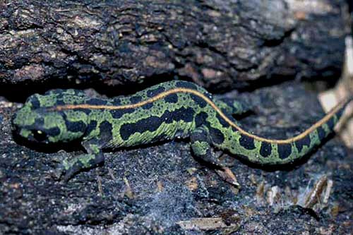 Photo.Marbled.newt.France