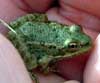 Photo.Marsh.frog.France
