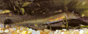 Photo.Palmate.newt.larva.France