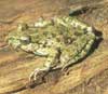 Photo-Parsley frog France