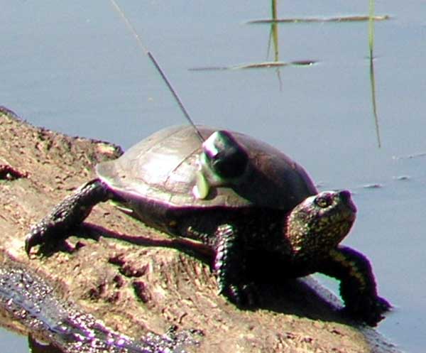 Photo.Pond-turtle.with.radio.tracking.France.