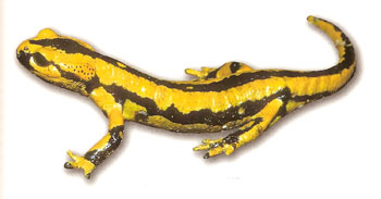 Photo.S.salamandra_fastuosa.France