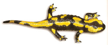 Photo.S.salamandra_terrestris.France