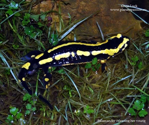 Photo.Salamander-giving-birth.France
