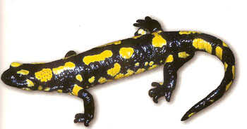 Photo.Salamandra_salamandra.France