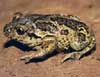 Photo.Spadefoot.toad.France