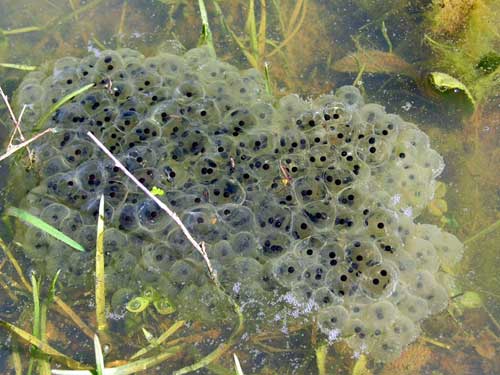 Photo.Agile.frog.spawn