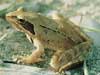 Photo-Agile frog France