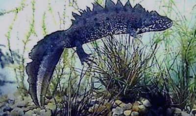 Photo.Great.crested.newt.male.France
