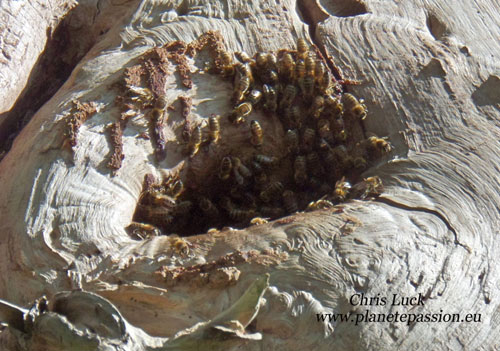 Honey-bees-in-hollow-tree