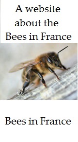 Gain new skills and learn about bee-keeping in Chaussin, France