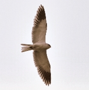 Elanus-caeruleus-france