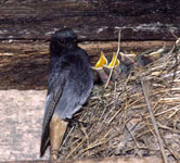 Making-places-for-birds-in-buildings-France