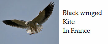 Black-winged-kite-expanding-its-range-in-France