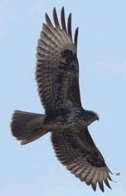 Buzzard-in-France