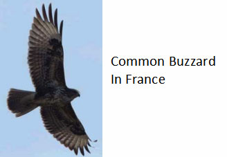 Buzzard-in-France-a-common-bird-of-prey