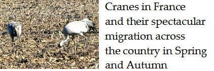 Cranes-and-their-incredible-migration-across-France