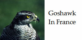 Birds-of-prey-in-France-Goshawk