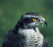 French-Goshawk