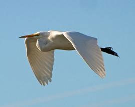 Great-White-Egret-Ardea-alba-Grande-Aigrette-France