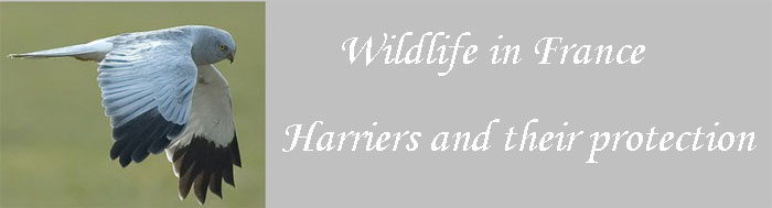 French-wildlife-harriers