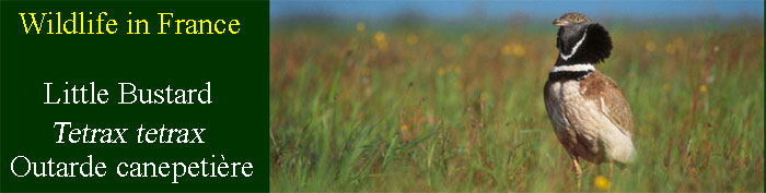 Bustard-in-France