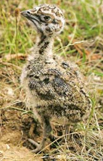 Little-bustard-chick-france