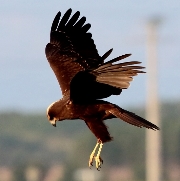 French-marsh-harrier