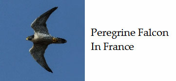 Peregrine-falcon-birds-of-prey-France