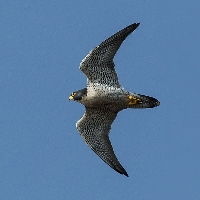 French-Peregrine