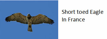 Eagle-that-catches-snakes-in-France