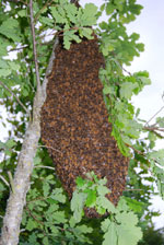 Swarm of bees France