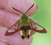 Hemaris-fuciformis-France