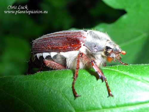 May-bug-or-cock-chafer-beetle-france