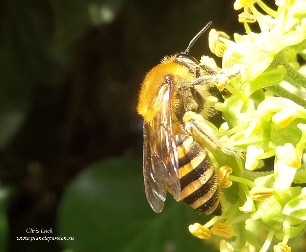 Ivey-bee-in-france-on-ivy