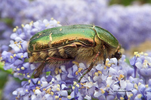 A-metalic-rose-chafer-beetle-France