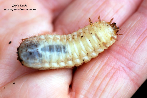 Creamy-white-grub-of-a-Rose-chafer-beetle