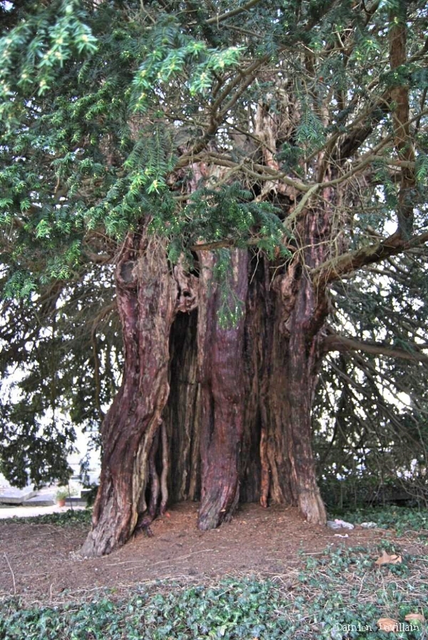 Yew-tree-france-800-years-old