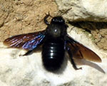 Black carpenter bee