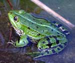 Photo-All-about-Amphibians-in-France