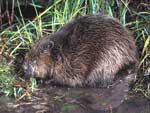 Photo-Beaver-in-France