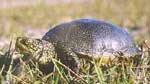 Photo.European-pond-turtle-in-France